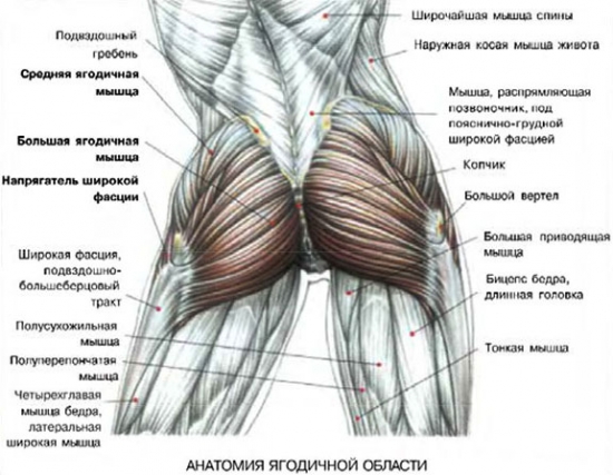 строение ягодичных мышц