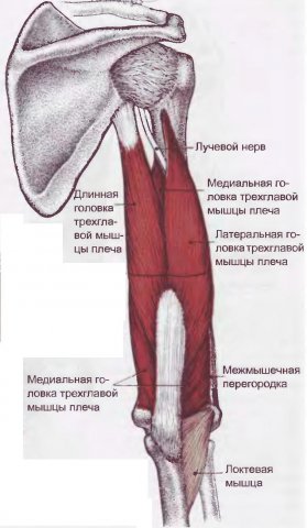 анатомия трицепса